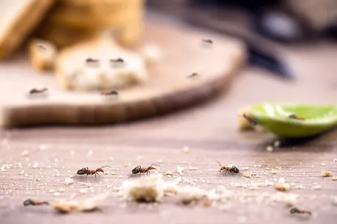a close up ants