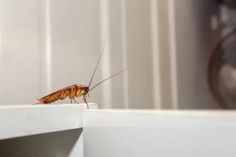 a bug on a window