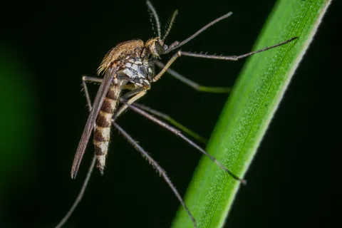 Close-up of a mosquito perched on a green leaf, showcasing its detailed wings and body.