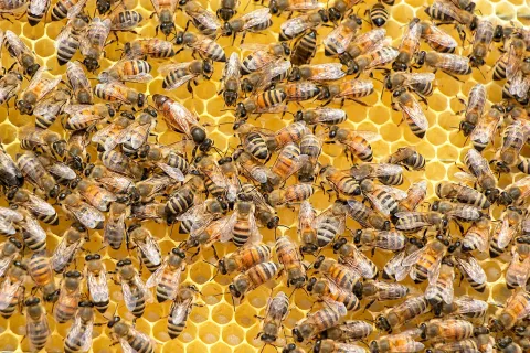 a large group of bees