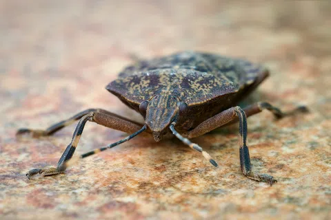 Close-up of a brown stink bug resting on a textured surface with its legs and antennae visible
