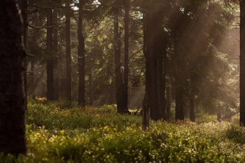 a forest with trees and grass