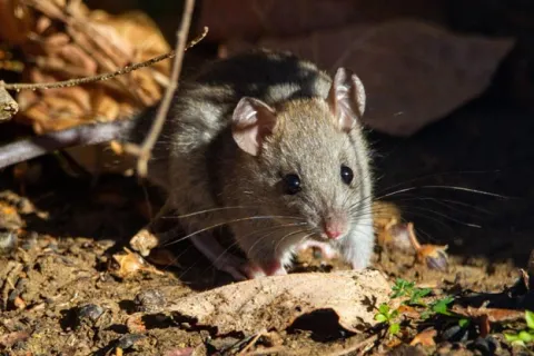 two rodents on the ground