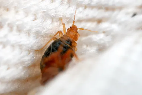 Close-up of a bed bug on textured white fabric highlighting insect details and fibers.