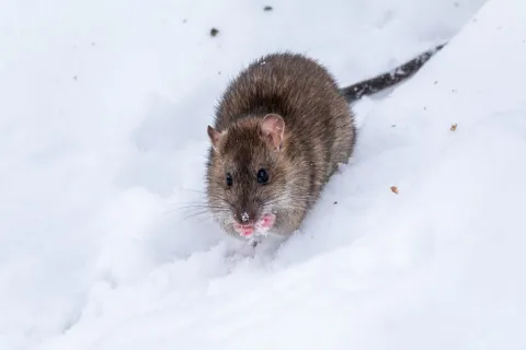 a rodent in the snow