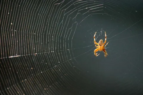 a spider on a web