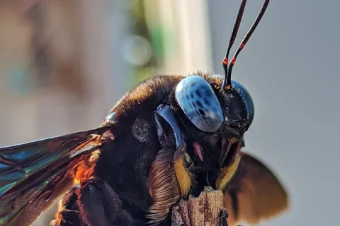 a close of a carpenter bee
