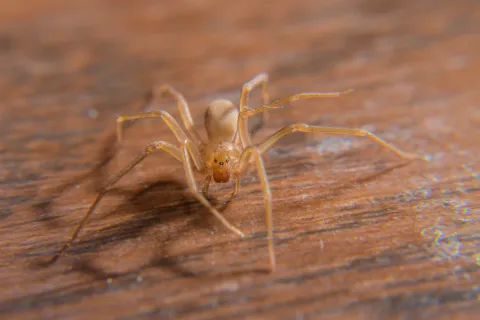 Close-up of a pale spider on a wooden surface, highlighting its delicate legs and features.