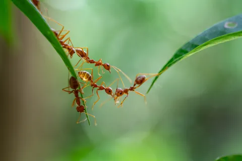 Red ants forming a bridge between two green leaves in a natural outdoor setting with blurred background.
