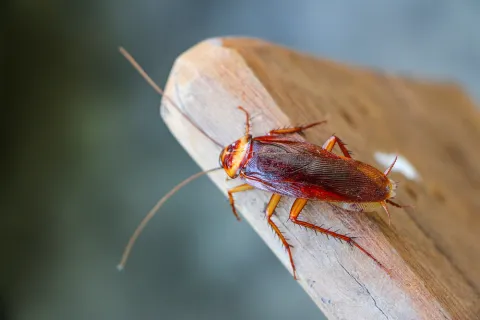 Close-up of a brown American cockroach on a wooden surface with a blurred green and gray background