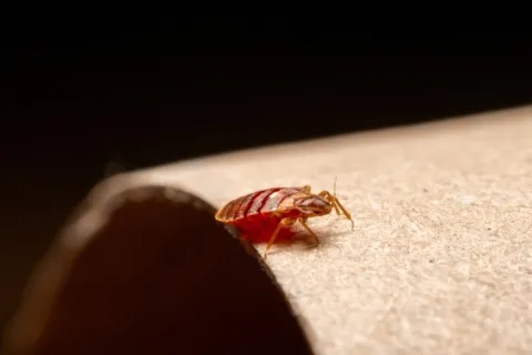 Close-up of a bed bug on the edge of a cardboard tube with a dark background.