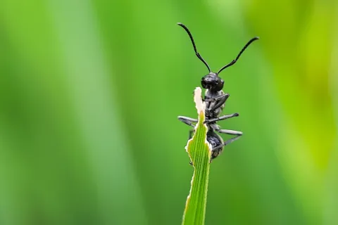 Close-up of a black ant perched on the edge of a green leaf with blurred green background.