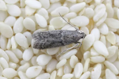 Close-up of a gray pantry moth resting on white sesame seeds, showing detailed wing and body textures.