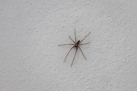 Brown spider with long legs on a textured white wall background in close-up view.