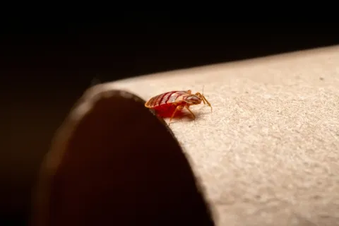 Close-up of a reddish-brown bed bug on the edge of a textured cardboard surface with dark background.
