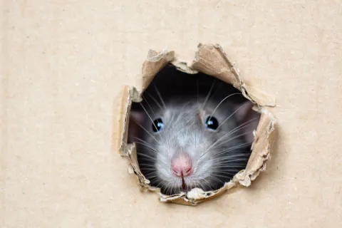 Close-up of a rat peeking through a torn hole in a cardboard box with visible whiskers and eyes
