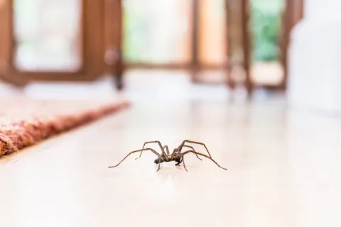 Close-up of a spider on a light-colored floor near a red carpet in a bright indoor setting