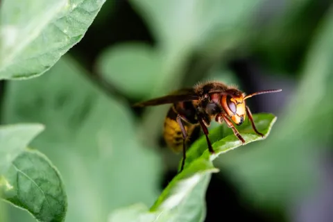 Close-up of a hornet perched on a green leaf with blurred foliage background.