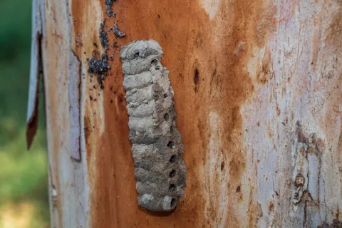 Close-up of a gray termite nest attached to a tree trunk with peeling bark in natural light