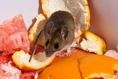 Small brown mouse exploring and feeding on peeled orange and fruit scraps in close-up view.