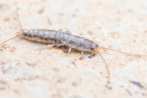 Close-up of a silverfish insect on a textured beige surface showing its long antennae and segmented body.