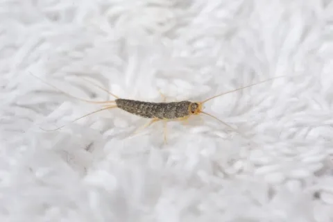 Close-up of a silverfish insect on a textured white fabric surface showing its antennae and body details.