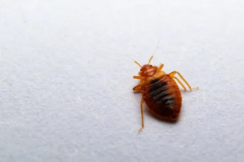 Close-up of a reddish-brown bed bug on a light surface showing segmented body and legs in detail
