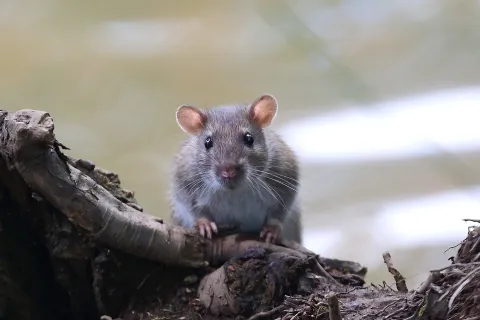 Small gray rat sitting on a tree branch surrounded by dirt and roots near water.