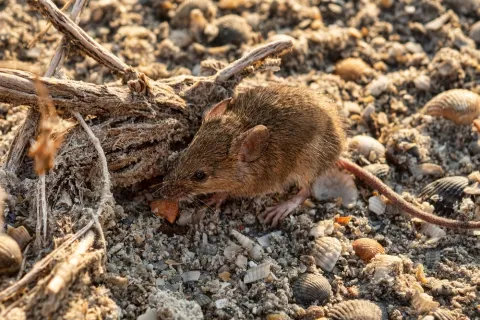 Brown mouse eating food on sandy ground covered with small shells and driftwood.