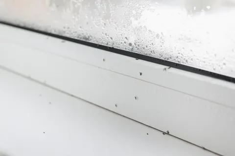 Small black flies resting on a white window sill with condensation on the glass in the background.