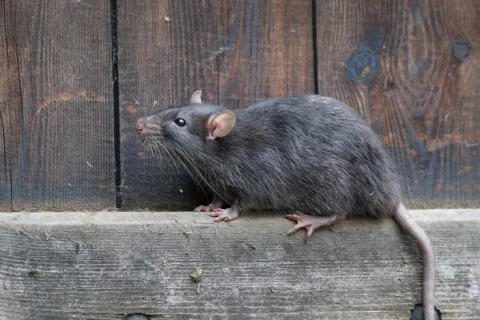 Gray rat with pink tail climbing on weathered wooden boards against a vertical wood background.