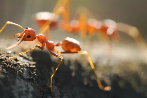 Close-up of a red ant on a rough surface with blurred ants in the background in natural sunlight