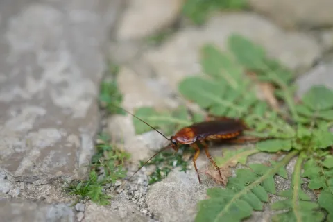 Close-up of a brown cockroach on rocky ground with green leaves in natural outdoor setting