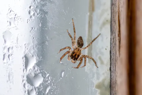 Close-up of a brown spider on a foggy window with water droplets and a wooden frame.