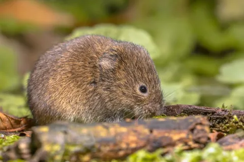 Close-up of a small brown vole on green moss with fallen leaves and twigs in a natural setting.