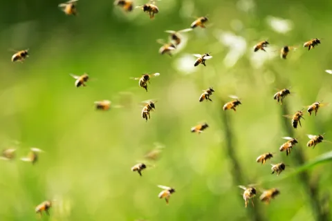Numerous bees flying in a lush green natural environment on a sunny day.