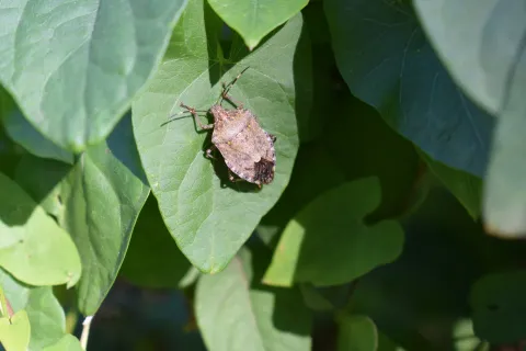 Close-up of a brown stink bug resting on a green leaf with surrounding foliage in natural sunlight.