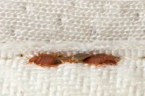 Close-up of two bed bugs hiding between woven white fabric fibers on a mattress or upholstery.