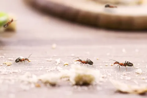 Close-up of red ants carrying food particles on a wooden surface with scattered crumbs and blurred background.