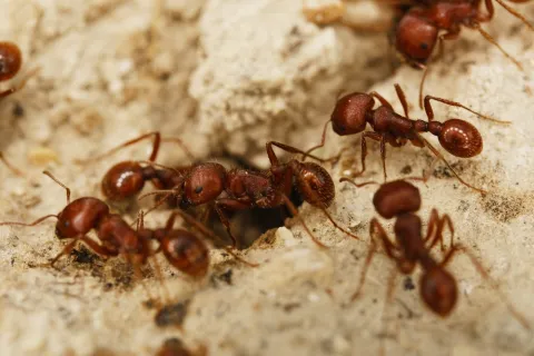 Close-up of red ants crawling on sandy soil near their nest entrance.