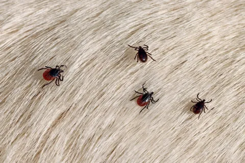 Close-up of multiple ticks on light-colored fur showing detailed legs and body segments of the parasites.
