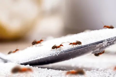Close-up of ants crawling on a spoon filled with white sugar crystals on a blurred background