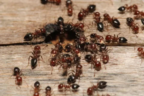 Close-up of many red and black ants swarming around a hole in old wooden surface outdoors.