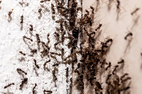 Close-up of numerous black ants swarming on a textured white wall surface in daylight.