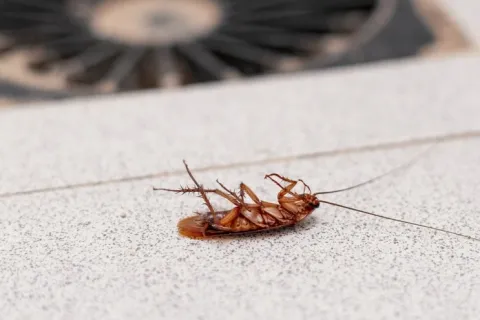 Dead cockroach lying on its back near a floor drain on a tiled surface indoors.