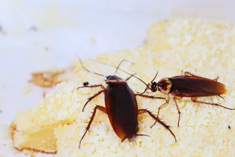 Two cockroaches crawling on crumbly bread against a light background close-up macro view.