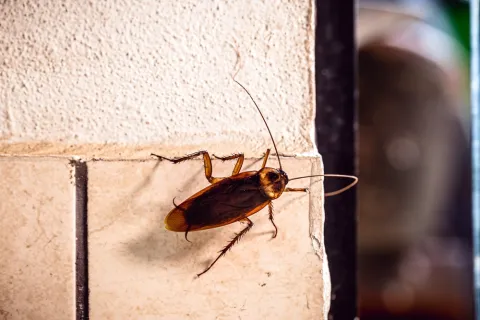 Close-up of a brown cockroach crawling on beige tiled wall with detailed legs and antennae visible
