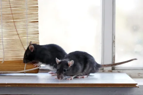 Two black rats on a windowsill near a bamboo blind in natural light indoor setting.