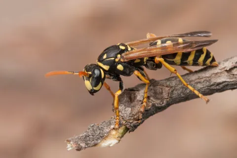 Close-up of a black and yellow wasp perched on a textured brown twig against a blurred background.
