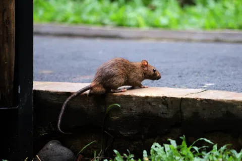 Brown rat perched on a concrete ledge near green grass and a paved road with blurred greenery in background